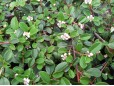 Cotoneaster dammeri